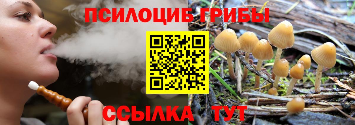 Галлюциногенные грибы Psilocybe Сунжа